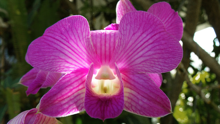 orchidea, lila, gyönyörű fény