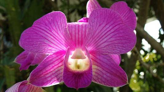 orquídea, roxo, bela luz