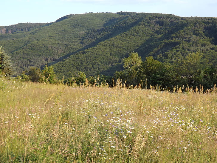 meadow, hill, trees, nature, environment, natural, outdoor