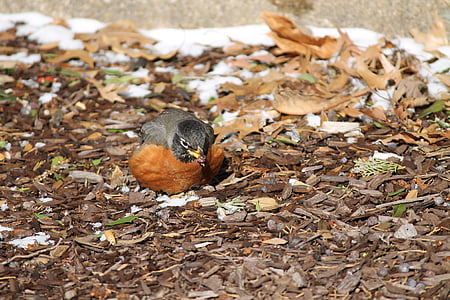 Turdus migratorius, Amerikaanse robin, dieren in het wild, vogel, Songbird, Wild, natuur