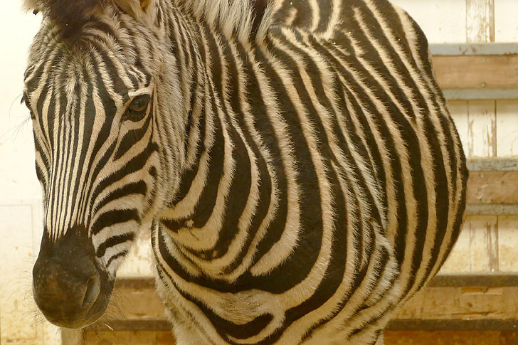 Zebra, dyr, sort og hvid, Afrika, fodgængerfeltet, Zoo, dyrenes verden