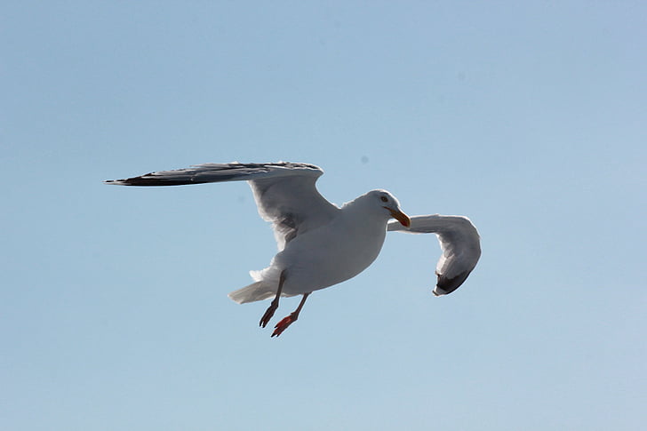 seagull, sea, water, bird, gulls, animal, wind