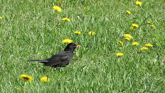Melro-preto, pássaro preto, pássaro, gramado, flores, Verão, verde
