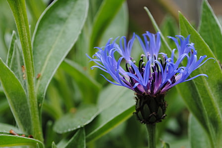 cornflower, blue, flower, nature, floral, plant, bloom