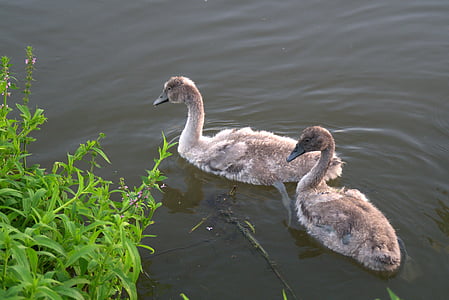 swans, swan, young swans, gray, white, young, wild birds