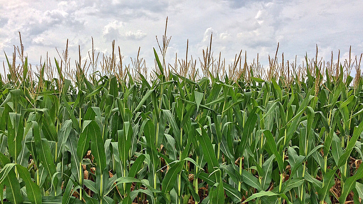 corn, maze, farm, crop