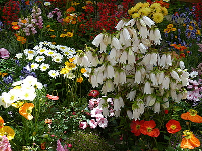 ziedi, daba, augu, vasaras puķes, dārza, parks, Bellflower