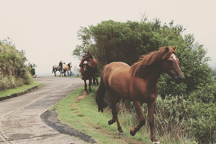 коне, тичане, път, през деня, животните, животни, кон