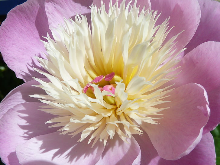 fiore, Bloom, primavera, viola