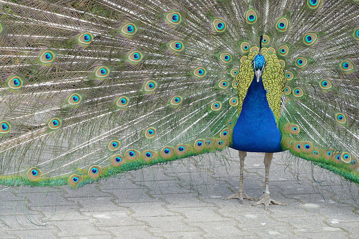 lep, ptica, ljubezen, pomlad, Pav, Peacock feather, ena žival