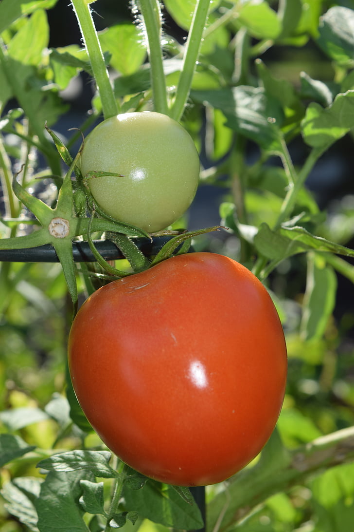 tomat, punane, roheline, küps, toored, taimne, toidu