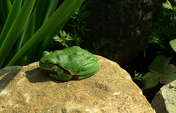 Tree frog, zaļa, daba