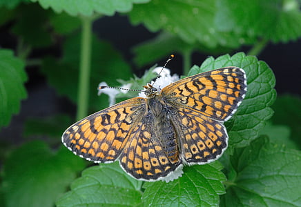 vlinder, macro, insect, Close-up, natuur, blad, sluiten