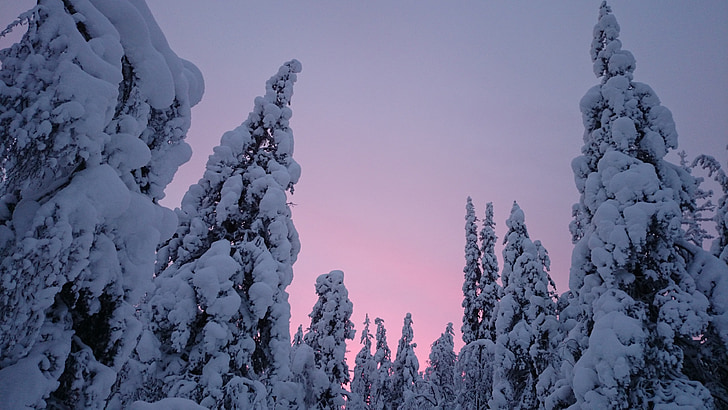 západ slnka, sneh, zimné, Lapland, Fínsko, stromy, Príroda