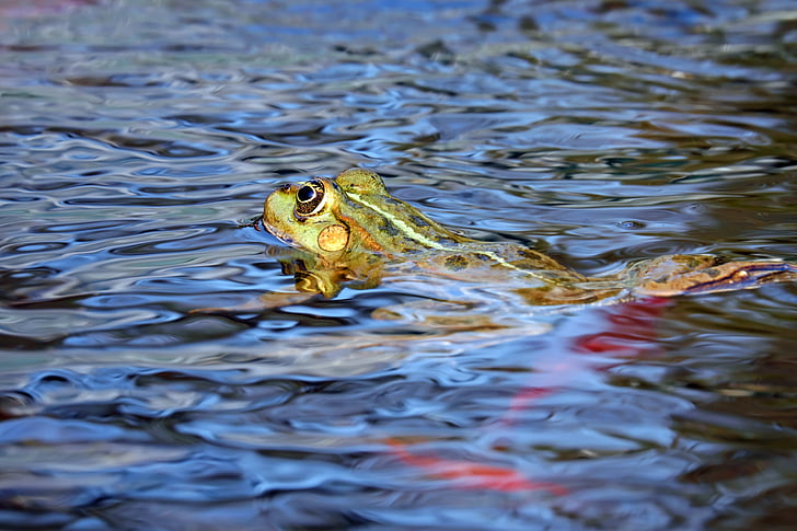 frog, water frog, animal, frog pond, amphibian, floats, lake
