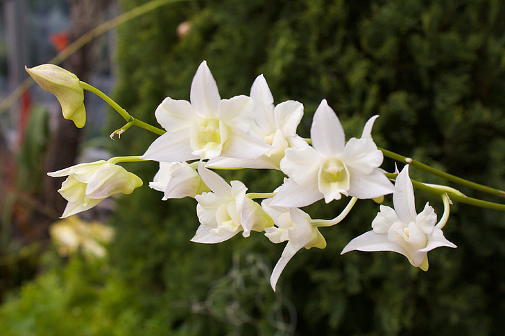 Orchid, valge, eksootiline, idamaine, õrn, lill, õis