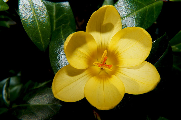 Crocus, Hoa, Blossom, nở hoa, đóng, màu vàng, frühlingsanfang