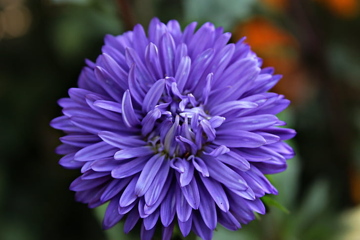 bunga, biru, mekar, tanaman, Salon Kecantikan, ungu, alam
