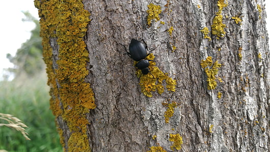 beetle, nature, insect, black, large, tree