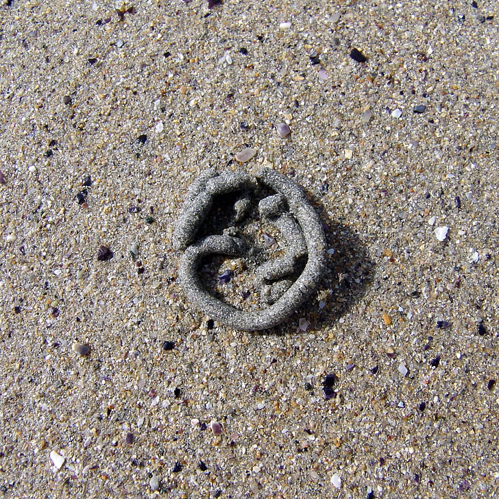 sand worm, sand, worm