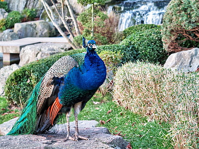 bird, peafowl, peacock, wildlife, one animal, blue, animal themes