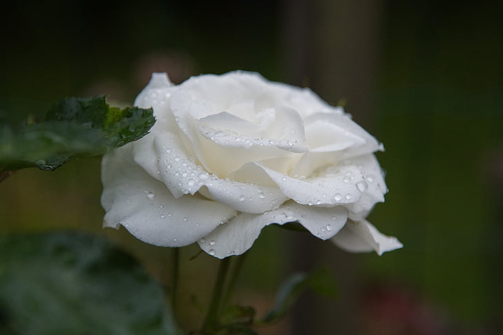 rose, white, drops, natural, flower