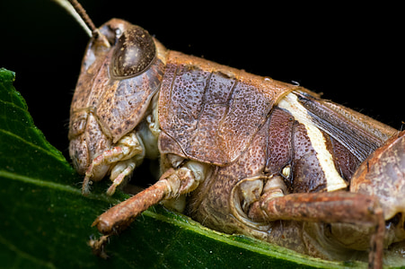 grasshopper, macro, details, eating, leaf, chitin, animal