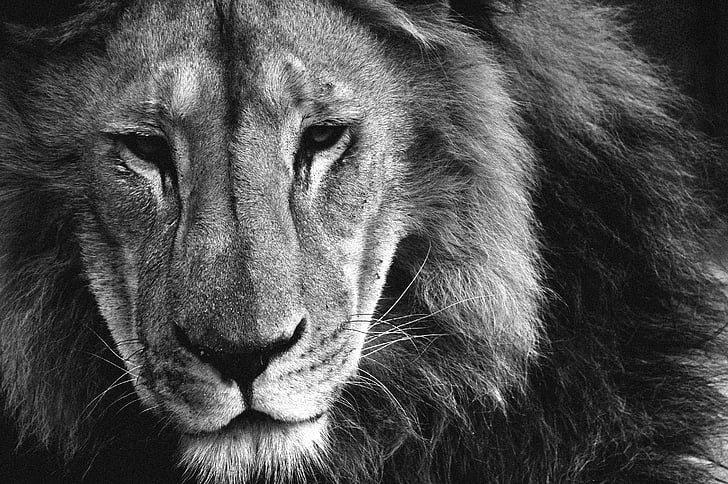 Lew, zwierzęta, włosy, Król, dżungla, Afryka, jedno zwierzę
