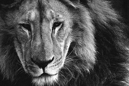 ライオン, 動物, 髪, 王, ジャングル, アフリカ, 1 つの動物