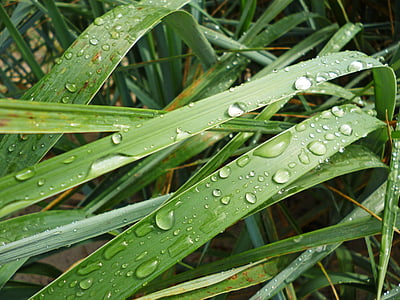трава, Природа, краплі, роса, дощ, geen