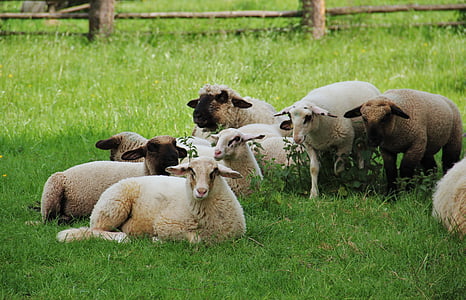 schapen, lammeren, kudde schapen, dierlijke kinderen, lente, weide, schäfchen