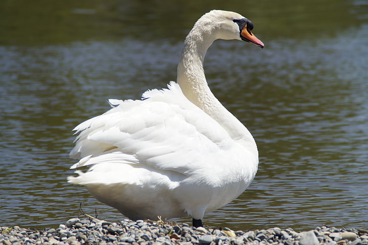 swan, white, bank, bird, water, water bird, animal