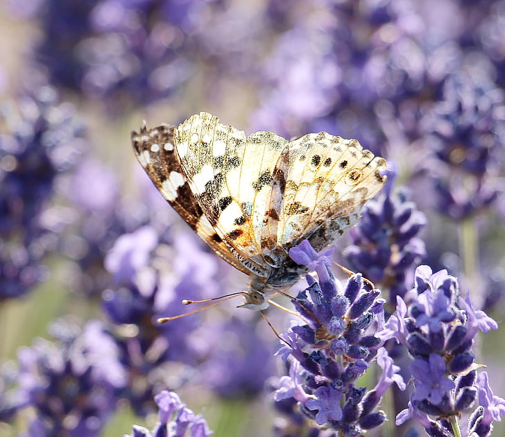lavender, butterfly, nature, plant, blossom, bloom, summer