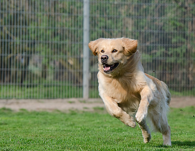 running dog, retriever, long coat, dog, expression, spout, animal shelter