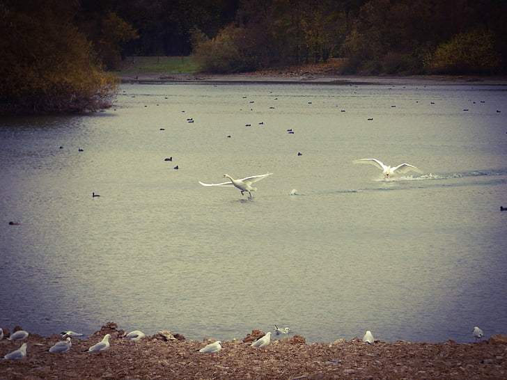 cygne, Paderborn, Lac, oiseaux