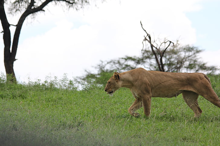 Afrika, Tanzania, Tarangire, lejon, Lioness, vilda djur, Safari
