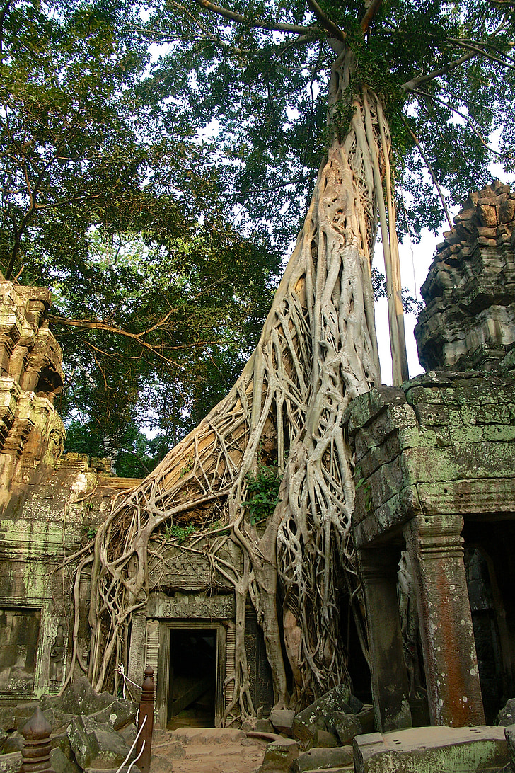 angkor thom, cambodia, ruin, asia, temple, strangler, lara croft