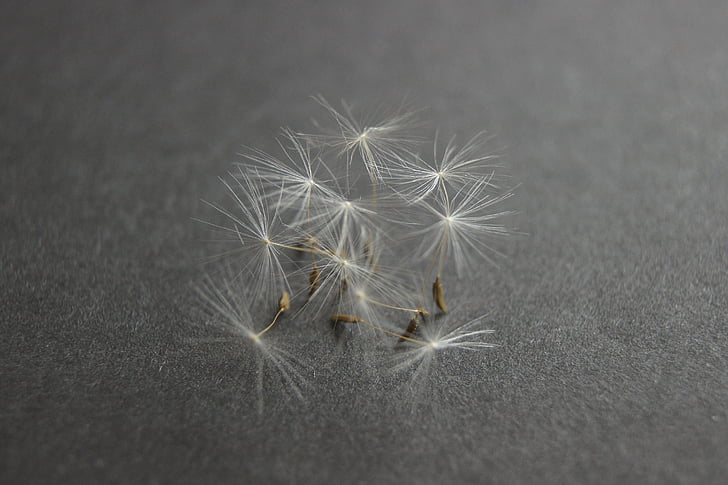 Dandelion, Tutup