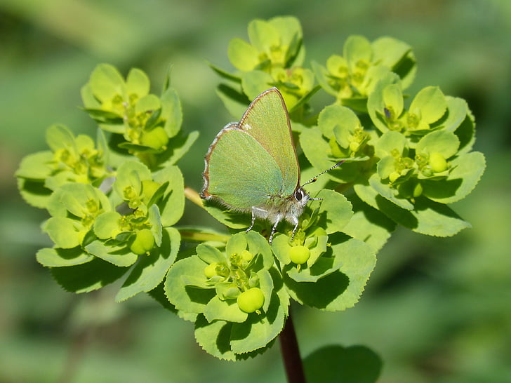 cejialba, Callophrys rubi, farfalla, farfalla verde, Dettagli, bellezza, insetto