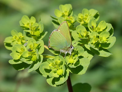 Cejialba, callophrys rubi, mariposa, verde de la mariposa, detalle, belleza, insectos