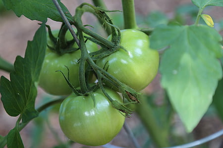groen, groene tomaten, tomaten