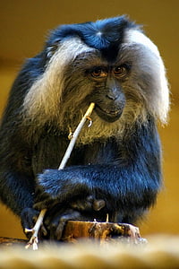 Parque zoológico, naturaleza, mono, animales, macaco de cola, Wanderu