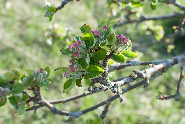 flowers, apple tree, the buds, bloom, spring, flowering tree, blooming apple tree