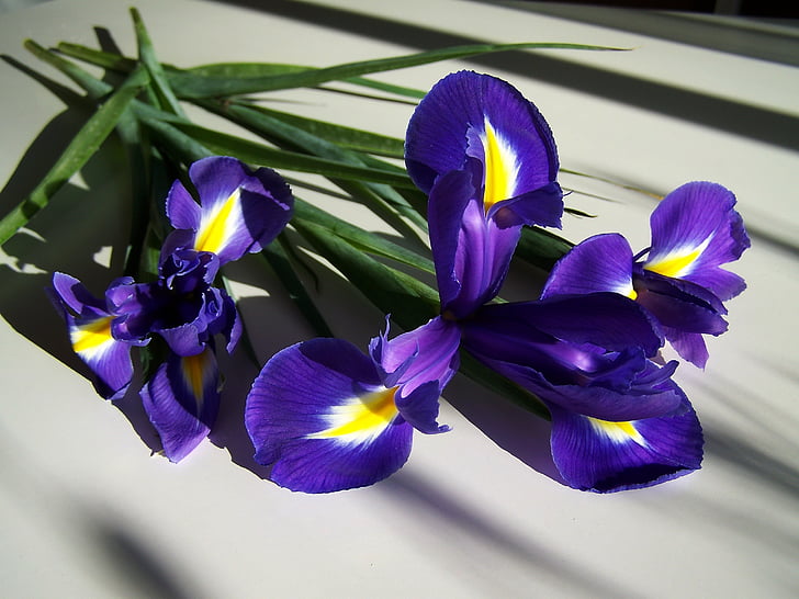 Fleur-de-lis, kék, tavaszi virág, természet, orchidea, virág, lila
