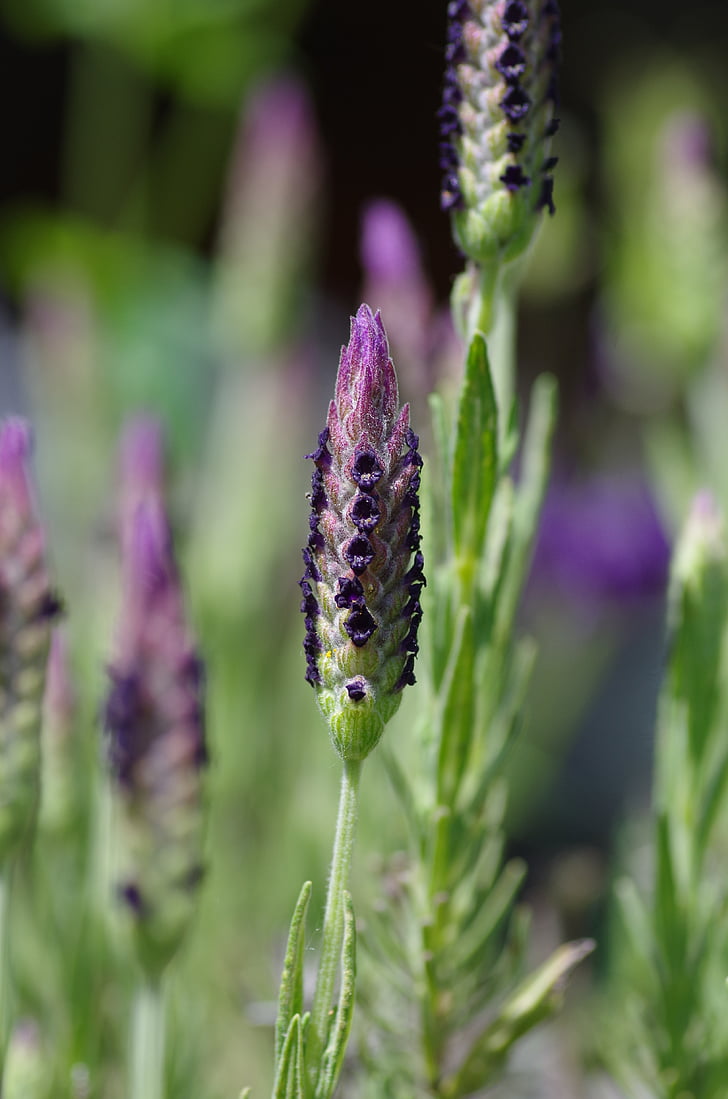lavender, lavender flowers, purple, violet, inflorescence, ornamental plant, herbs