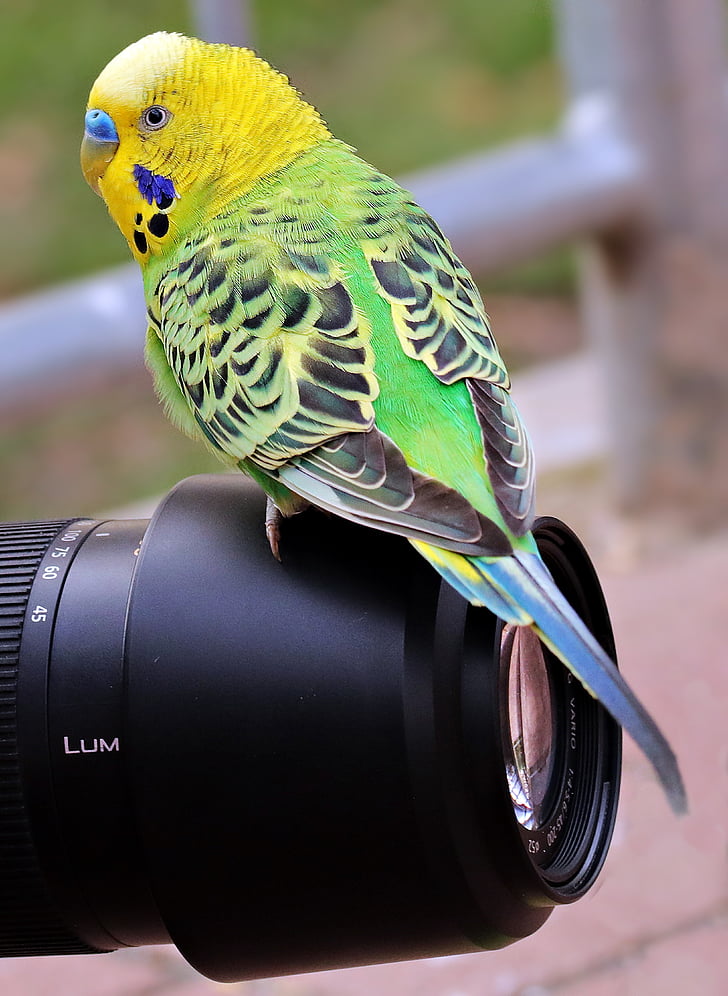 Periquito, ocell, verd, groc, verd-groc, Periquito verd i groc, ocell verd-groc