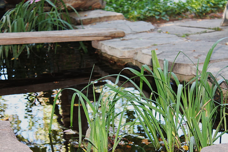 bassin de jardin, étang, jardin, arrière-cour, été, yard, plante