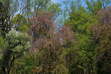 дървета, растения, природата, парк, Грийн, Пролет, гора