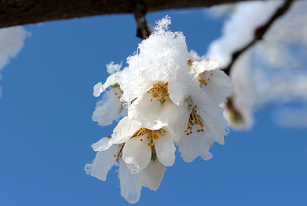 ดอกซากุระ, ซากุระญี่ปุ่น, ดอก, บาน, ฤดูใบไม้ผลิ, สาขา, หิมะ