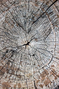 madera, tronco, árbol, tronco de árbol, textura, taza, madera aserrada